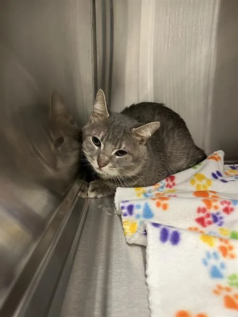An adult medium-sized male Domestic Short Hair cat named Kevin for adoption in Indianapolis, IN