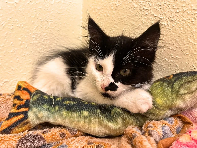 A baby small-sized female Black & White / Tuxedo Domestic Medium Hair cat named Domino  a polka for adoption in The Dalles, OR