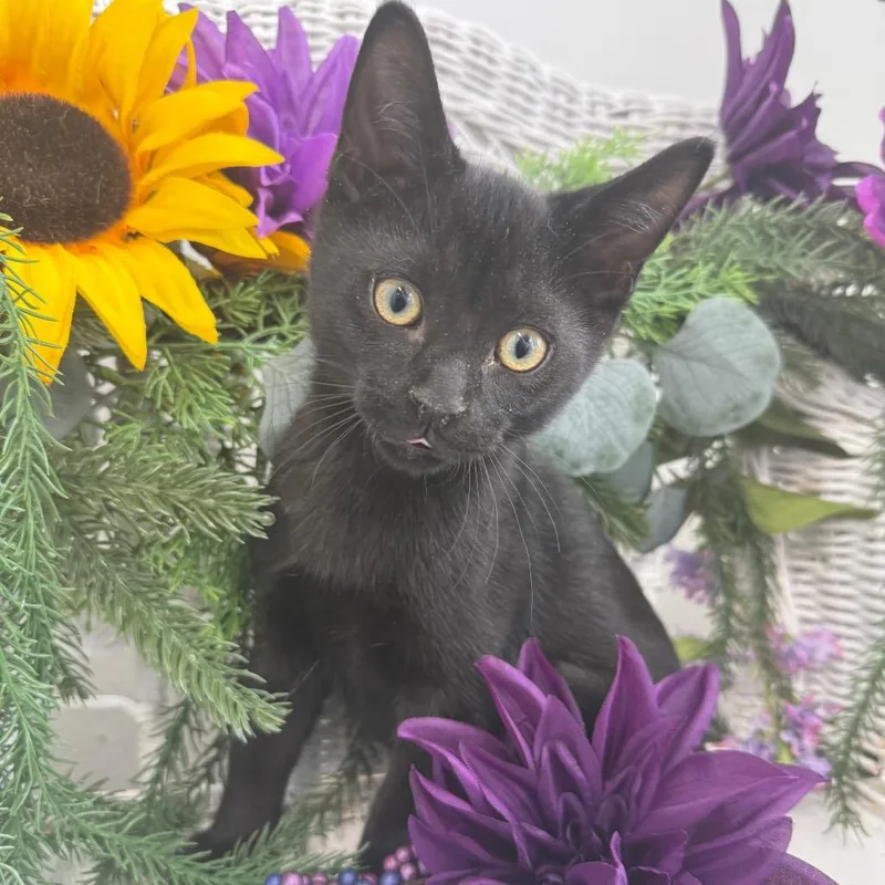 A baby small-sized male Black Domestic Short Hair cat named Coyote Ferd for adoption in Eaton Rapids, MI