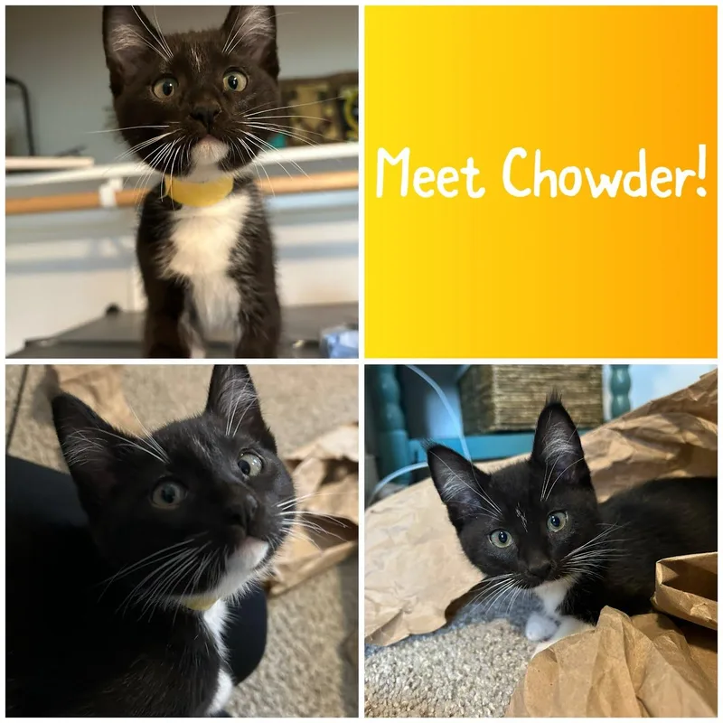 A baby small-sized female Black & White / Tuxedo Domestic Short Hair cat named Chowder for adoption in Newberg, OR
