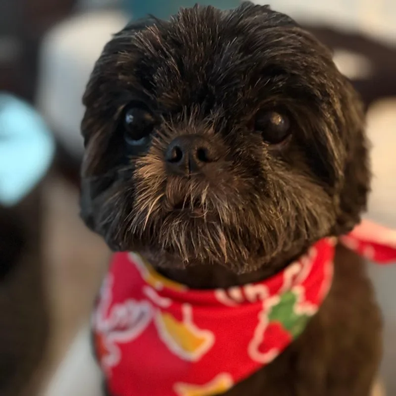 A senior small-sized female Black Shih Tzu dog named Zoe  Home To for adoption in South Elgin, IL