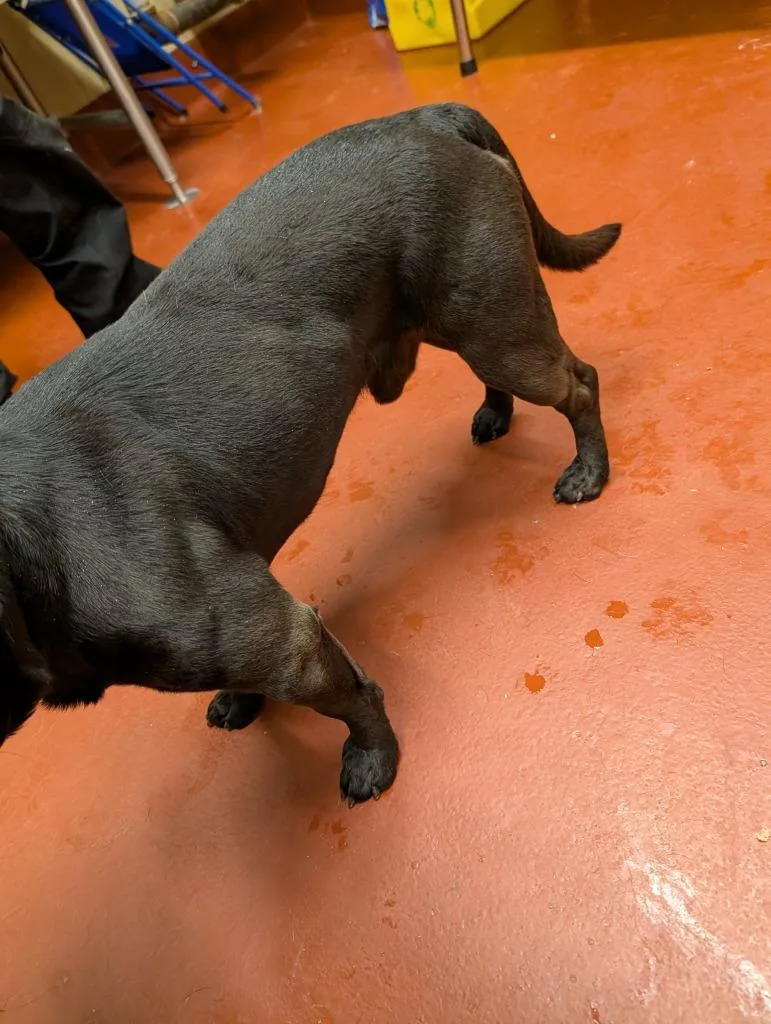 A young medium-sized male Mixed Breed dog named Diablo for adoption in Douglasville, GA