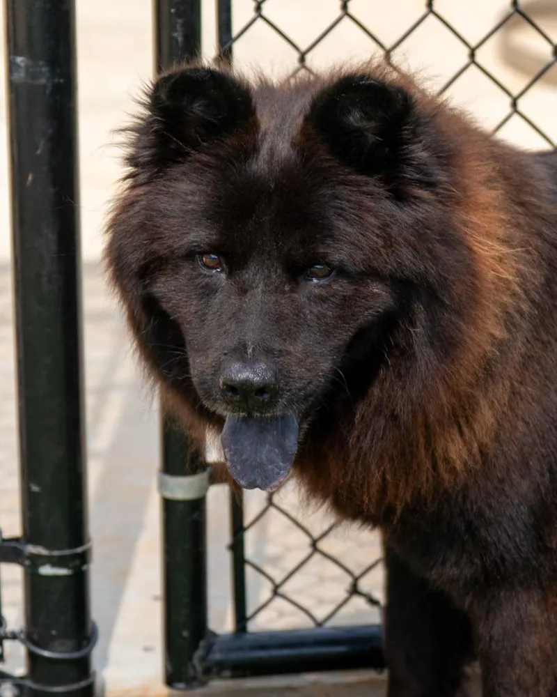 An adult large-sized male Chow Chow dog named Rusty for adoption in Lavonia, GA