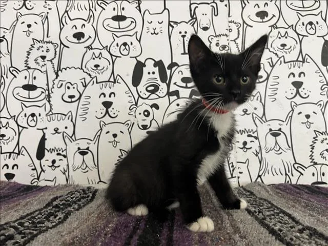 A baby small-sized male Domestic Short Hair cat named Baron for adoption in San Pedro, CA