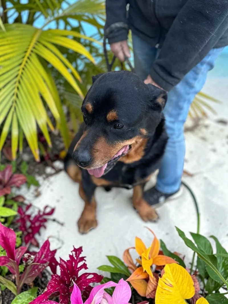 An adult large-sized male Black Rottweiler dog named Morgan for adoption in Ventura, CA