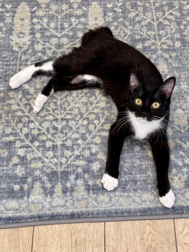 A baby medium-sized female Tuxedo cat named Binx for adoption in Scottsburg, IN