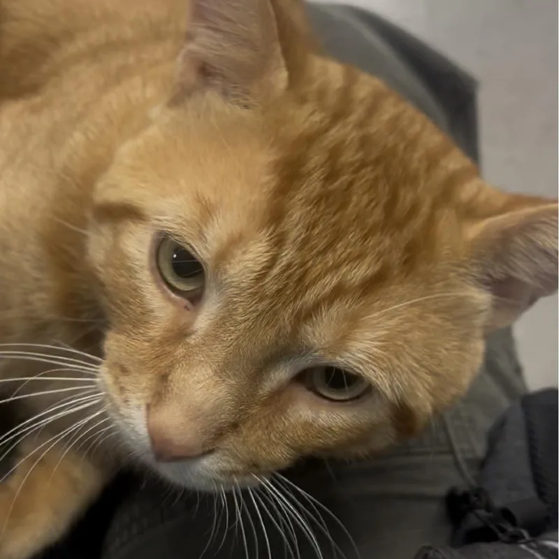 An adult large-sized male Orange / Red Domestic Short Hair cat named Gin for adoption in Marysville, OH