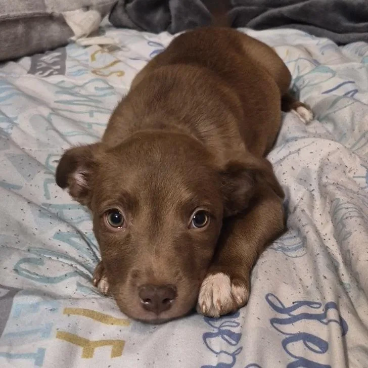 A baby medium-sized female Terrier dog named Alice for adoption in Ellicott City, MD
