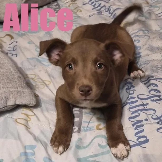 Alice thumbnail 3