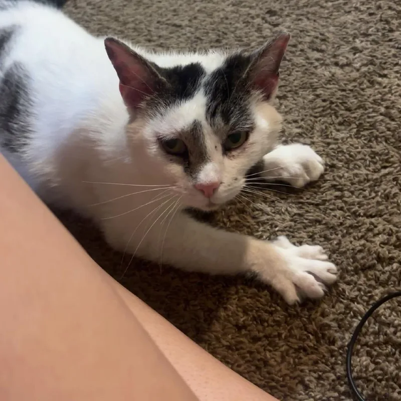 An adult small-sized female White Domestic Short Hair cat named Jasmine for adoption in Johnstown, PA