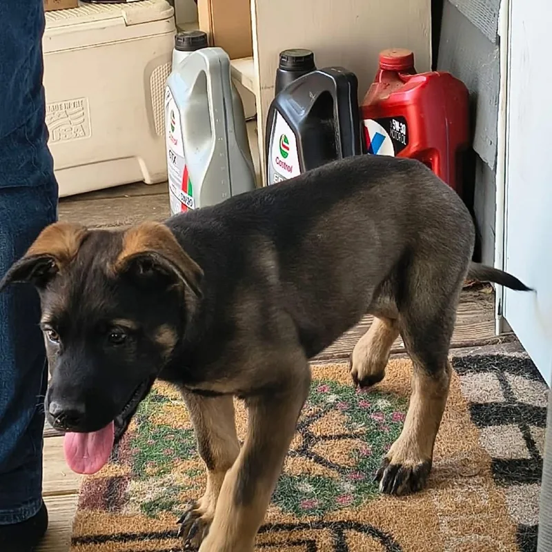 Loki