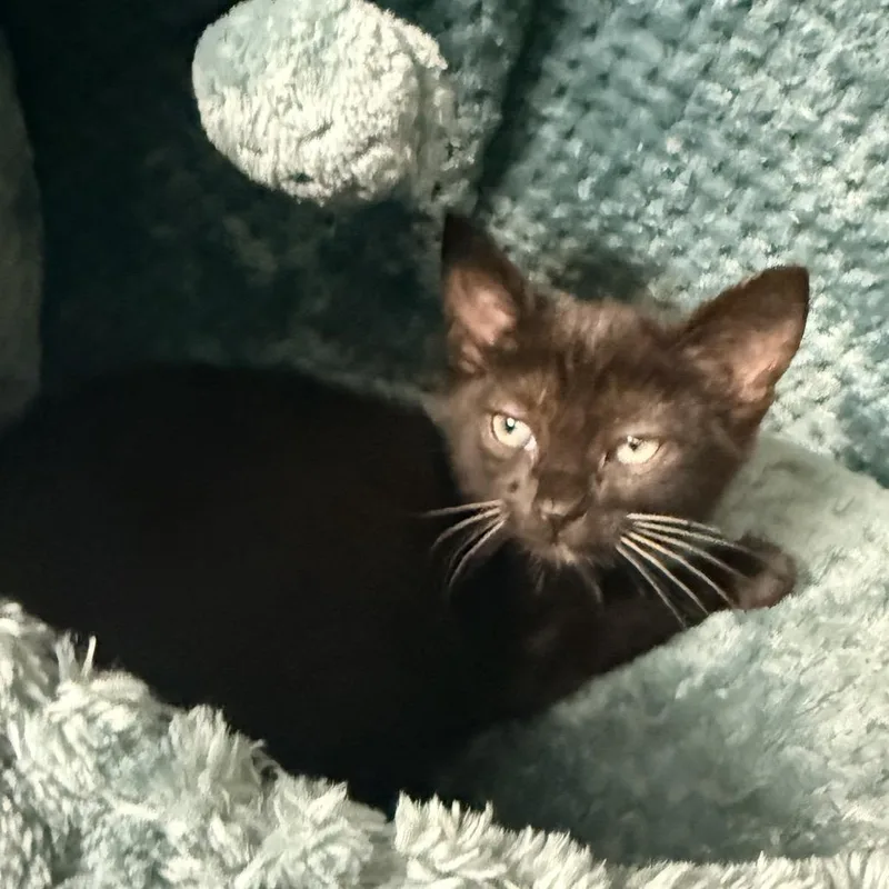 A baby small-sized female Black Domestic Short Hair cat named Butter for adoption in Palm Springs, CA