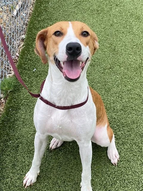 A young medium-sized female Pit Bull Terrier dog named Cinnamon for adoption in Fayetteville, NC