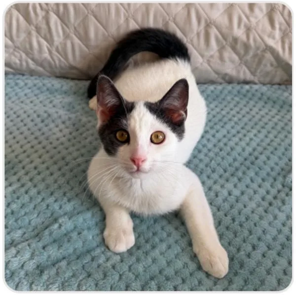 A young medium-sized male Domestic Short Hair cat named Time for adoption in Healdsburg, CA