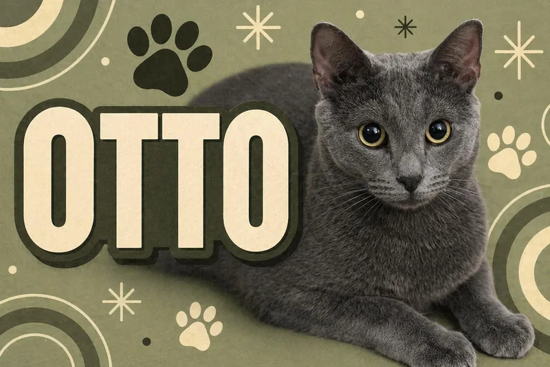 A young medium-sized male Gray / Blue / Silver Domestic Short Hair cat named Ottoc for adoption in Greenville, DE