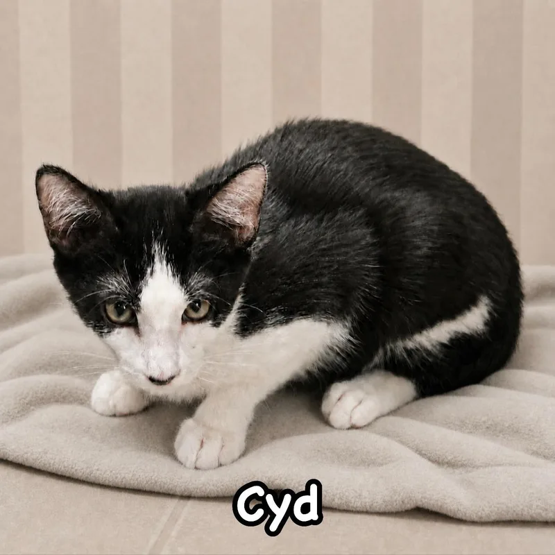 A baby medium-sized male Black & White / Tuxedo Domestic Short Hair cat named Cyd for adoption in Berkeley Heights, NJ