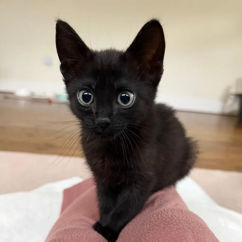 A baby small-sized male Black Domestic Short Hair cat named Fizzaroo for adoption in Houston, TX