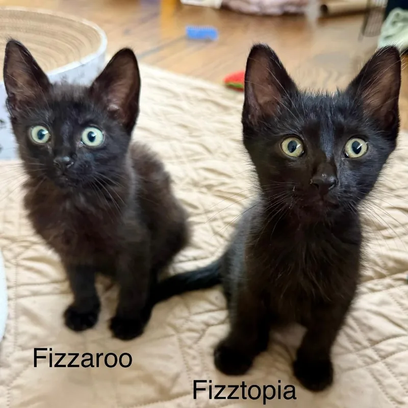 Fizzaroo thumbnail 2
