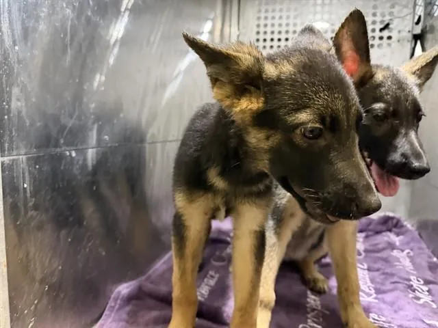 A baby small-sized female German Shepherd Dog dog named Layde for adoption in Garland, TX