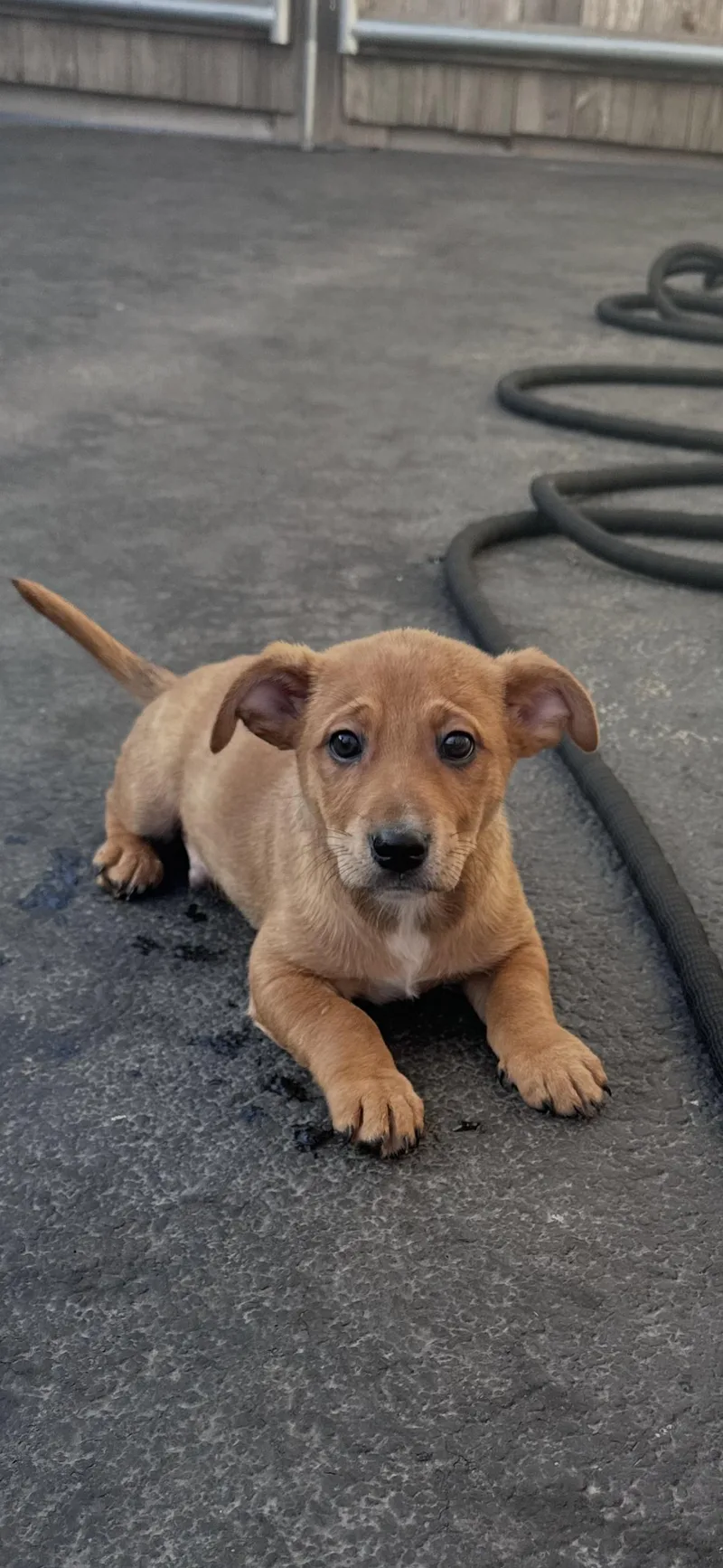 A baby medium-sized male Golden Retriever dog named Cumin for adoption in Wonder Lake, IL