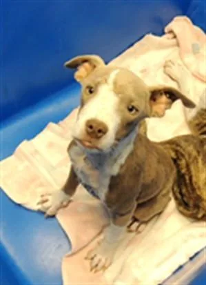 A young small-sized male Pit Bull Terrier dog named Perry for adoption in Albuquerque, NM