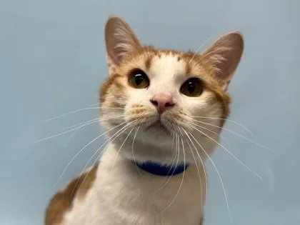 An adult small-sized male Domestic Short Hair cat named Ollie for adoption in Golden Valley, MN