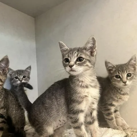 A baby small-sized female Gray / Blue / Silver Domestic Short Hair cat named Maxi for adoption in Dayton, OH