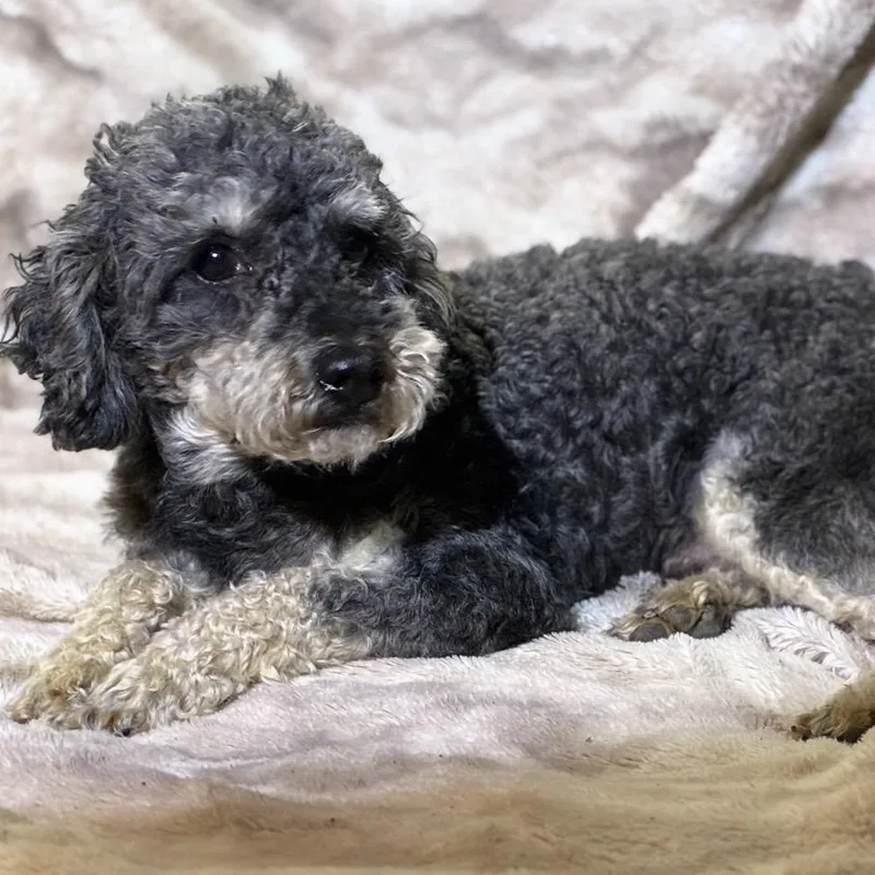 An adult small-sized male Gray / Blue / Silver Miniature Poodle dog named Stan for adoption in Pelham, NH