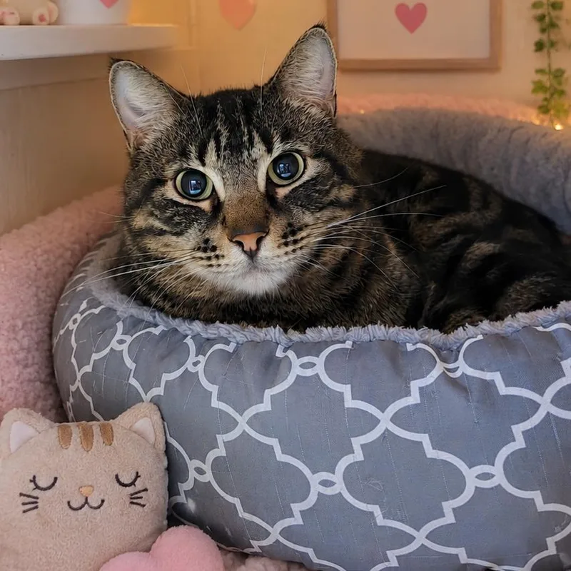 An adult medium-sized male Brown / Chocolate Domestic Short Hair cat named Garden for adoption in Kissimmee, FL