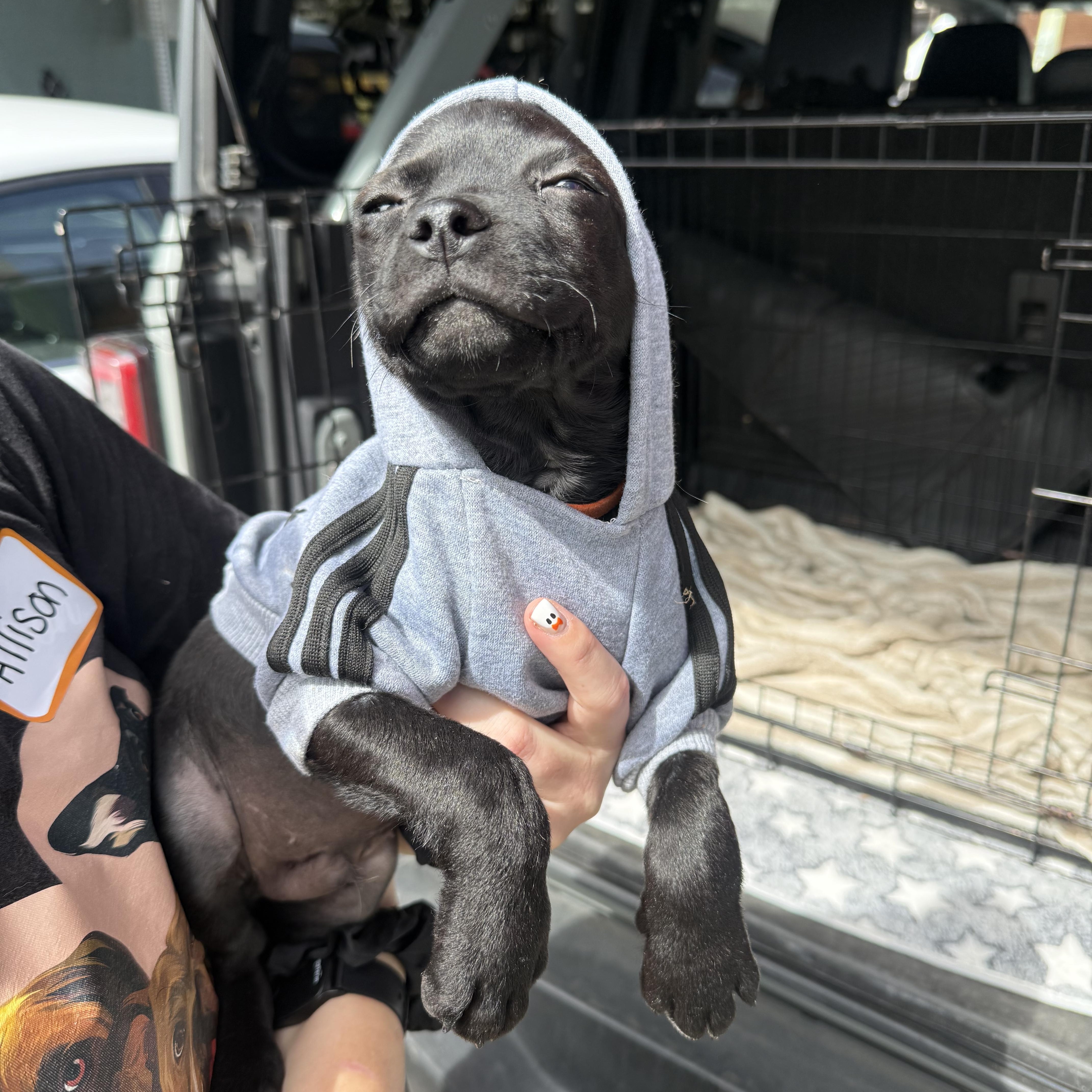 A baby small-sized male Pug dog named Falcon for adoption in San Diego, CA