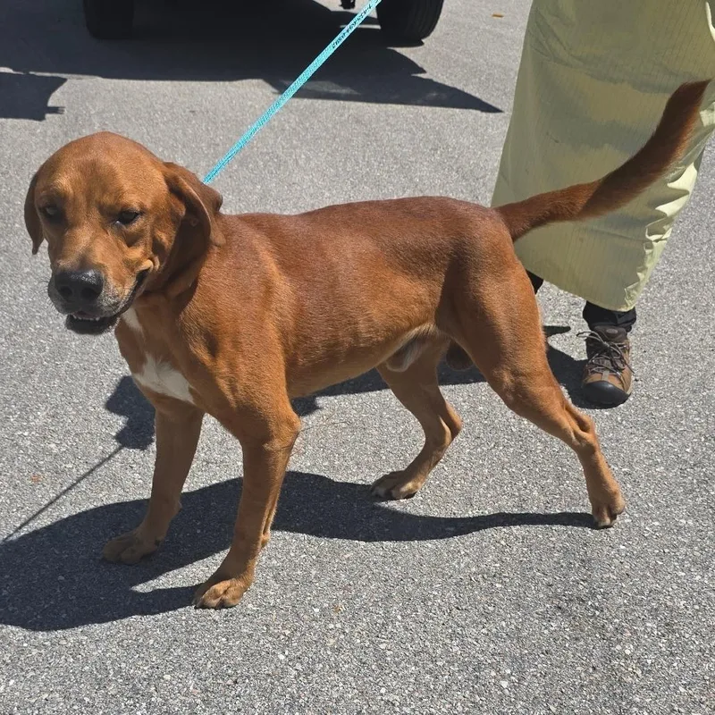 An adult large-sized male Red / Chestnut / Orange Mixed Breed dog named Griffin for adoption in Naples, FL