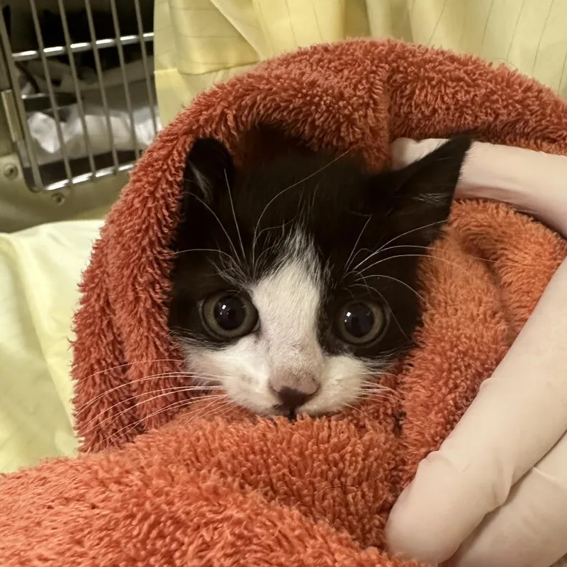 A baby small-sized female Black Domestic Short Hair cat named Therizinosaurus for adoption in Winston-Salem, NC