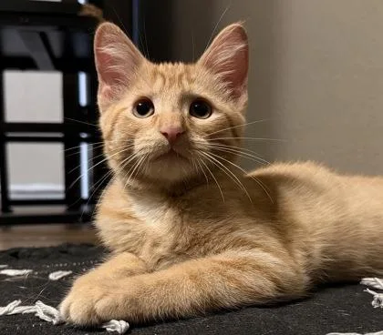 Chupacabra