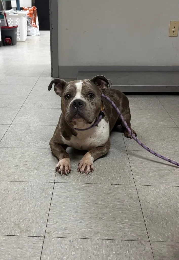 An adult medium-sized female Pit Bull Terrier dog named Jubilee for adoption in Sorrento, LA