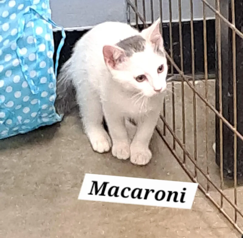 Macaroni