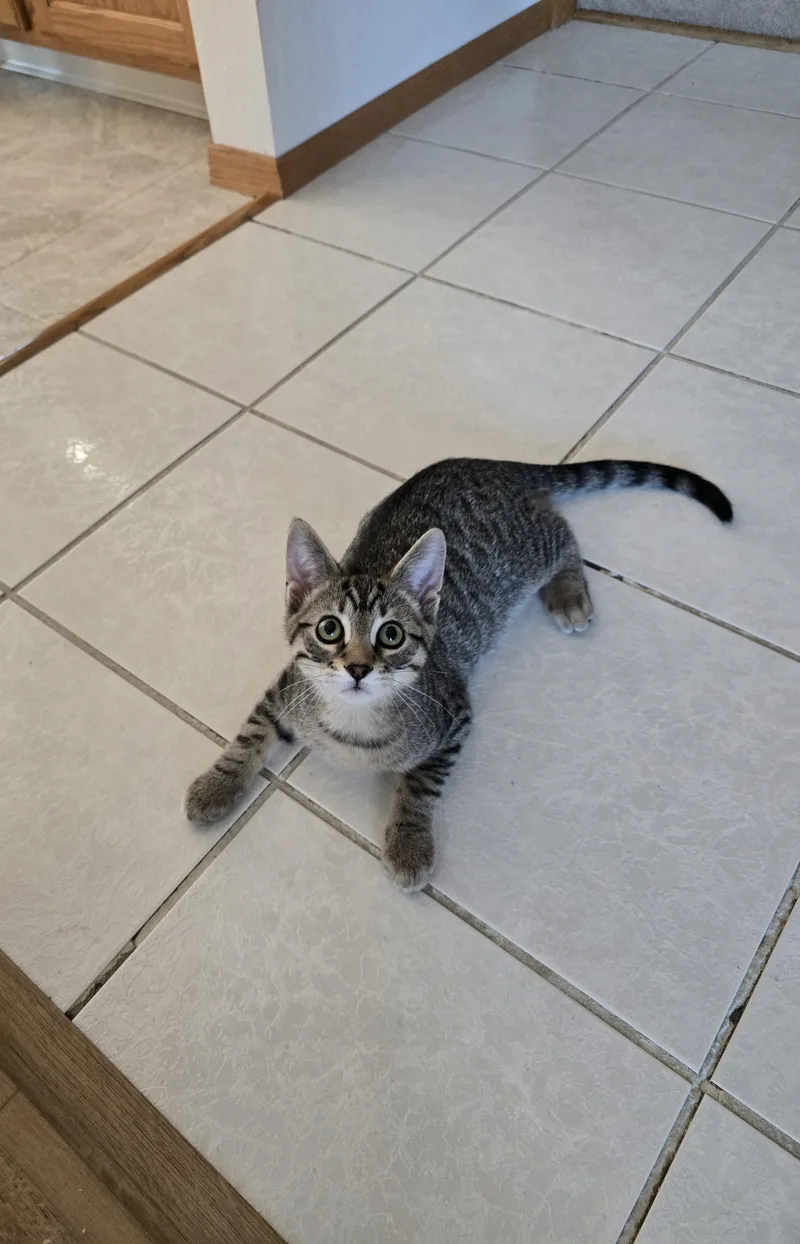 A young large-sized male Tabby (Buff / Tan / Fawn) Domestic Short Hair cat named Vaughn for adoption in Fargo, ND