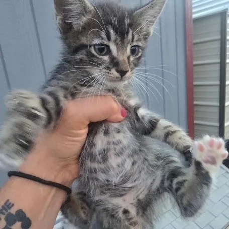 A baby small-sized male Gray / Blue / Silver Domestic Short Hair cat named Hashbrown for adoption in Taos, NM