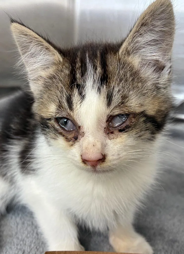 A baby medium-sized female Domestic Short Hair cat named Kiara for adoption in Hartsville, SC