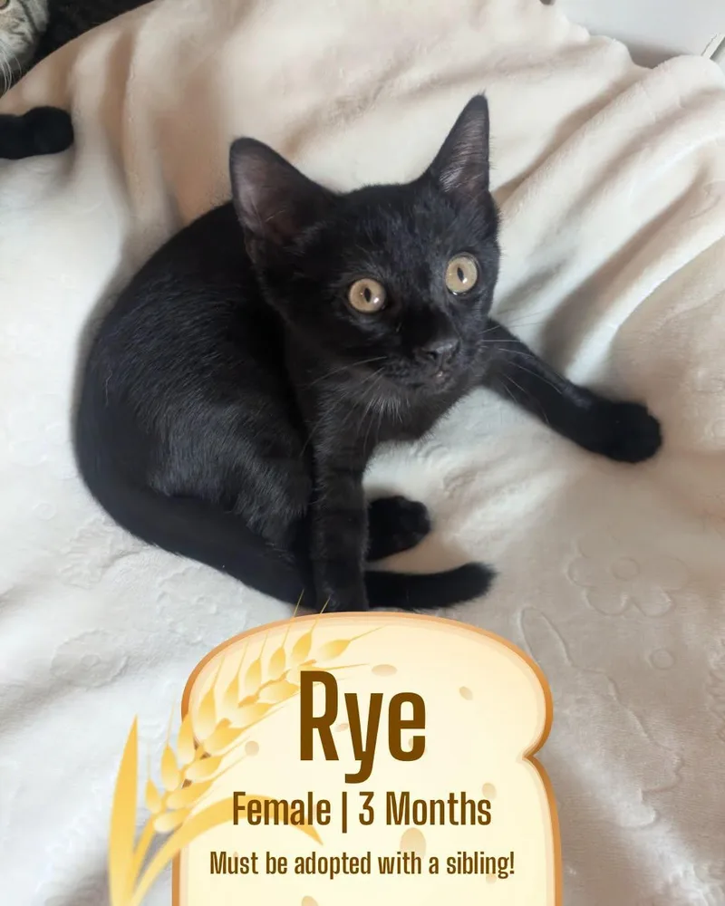 A baby medium-sized female Black Domestic Short Hair cat named Rye for adoption in McDonald, PA