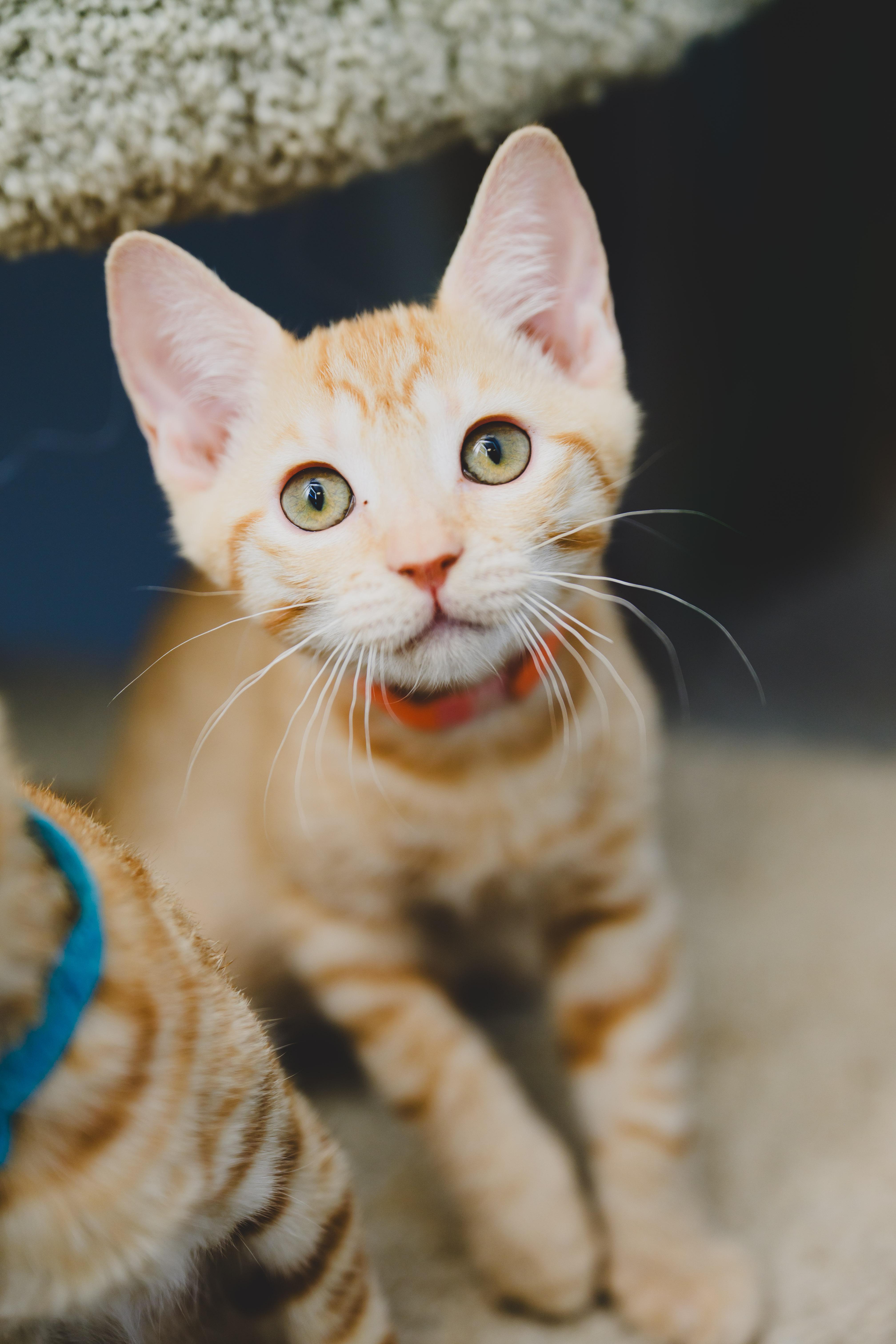 A baby small-sized female Domestic Short Hair cat named Marida for adoption in Honolulu, HI