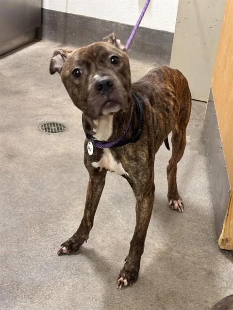 A young medium-sized male Pit Bull Terrier dog named Saint for adoption in Upper Marlboro, MD