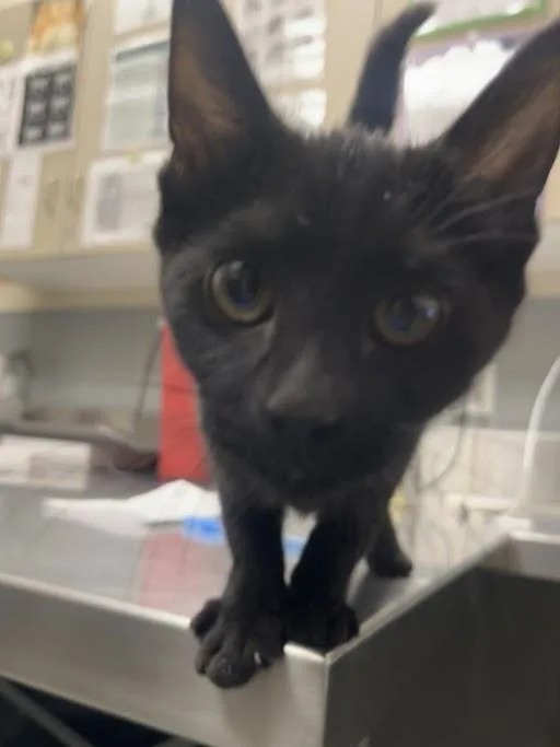 Kiki