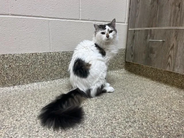 A senior medium-sized male Domestic Long Hair cat named Zero for adoption in Colorado Springs, CO