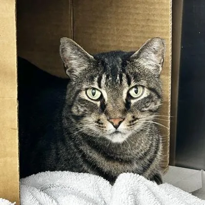 An adult small-sized male Brown / Chocolate Domestic Short Hair cat named Cumin for adoption in Atlanta, GA