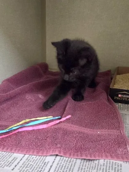 A baby small-sized female Domestic Short Hair cat named Feyre for adoption in Westland, MI