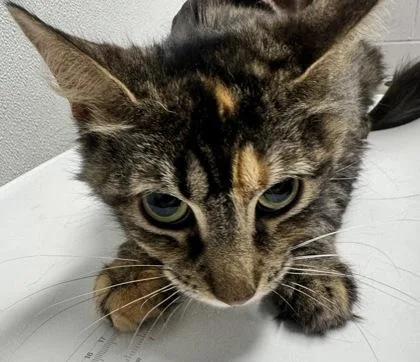 An adult small-sized female Domestic Short Hair cat named Monkey for adoption in West Chester, PA