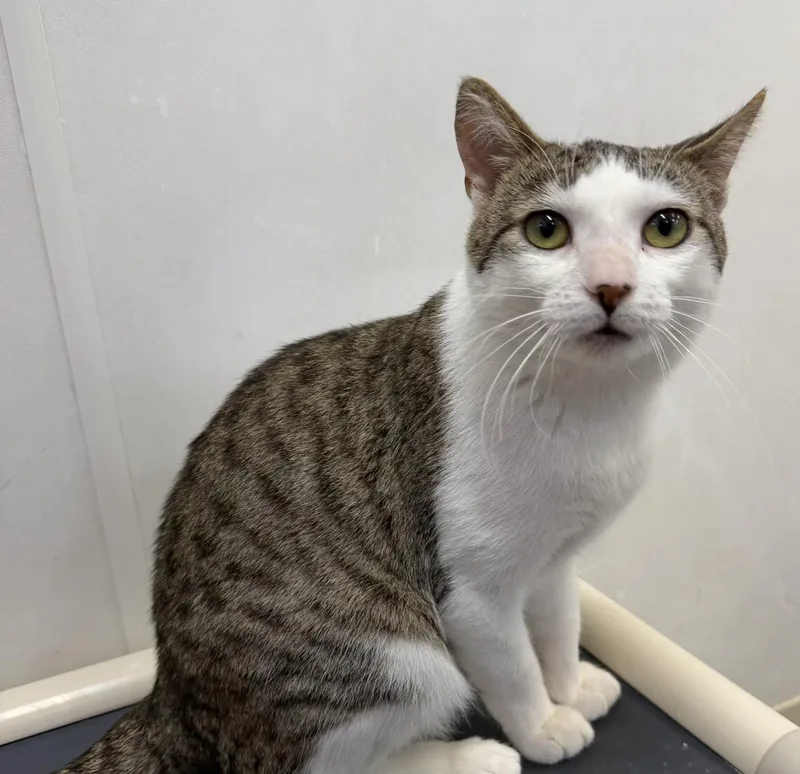 An adult medium-sized male Tabby (Gray / Blue / Silver) Domestic Short Hair cat named Snowball for adoption in Dunkirk, NY