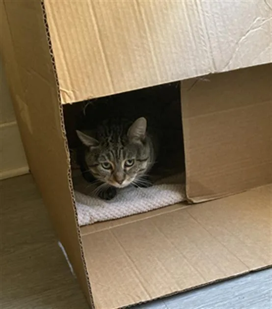 A senior medium-sized male Domestic Short Hair cat named Prince for adoption in Long Beach, CA