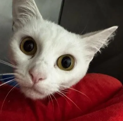 A young small-sized female Domestic Short Hair cat named Analise for adoption in Fishers, IN