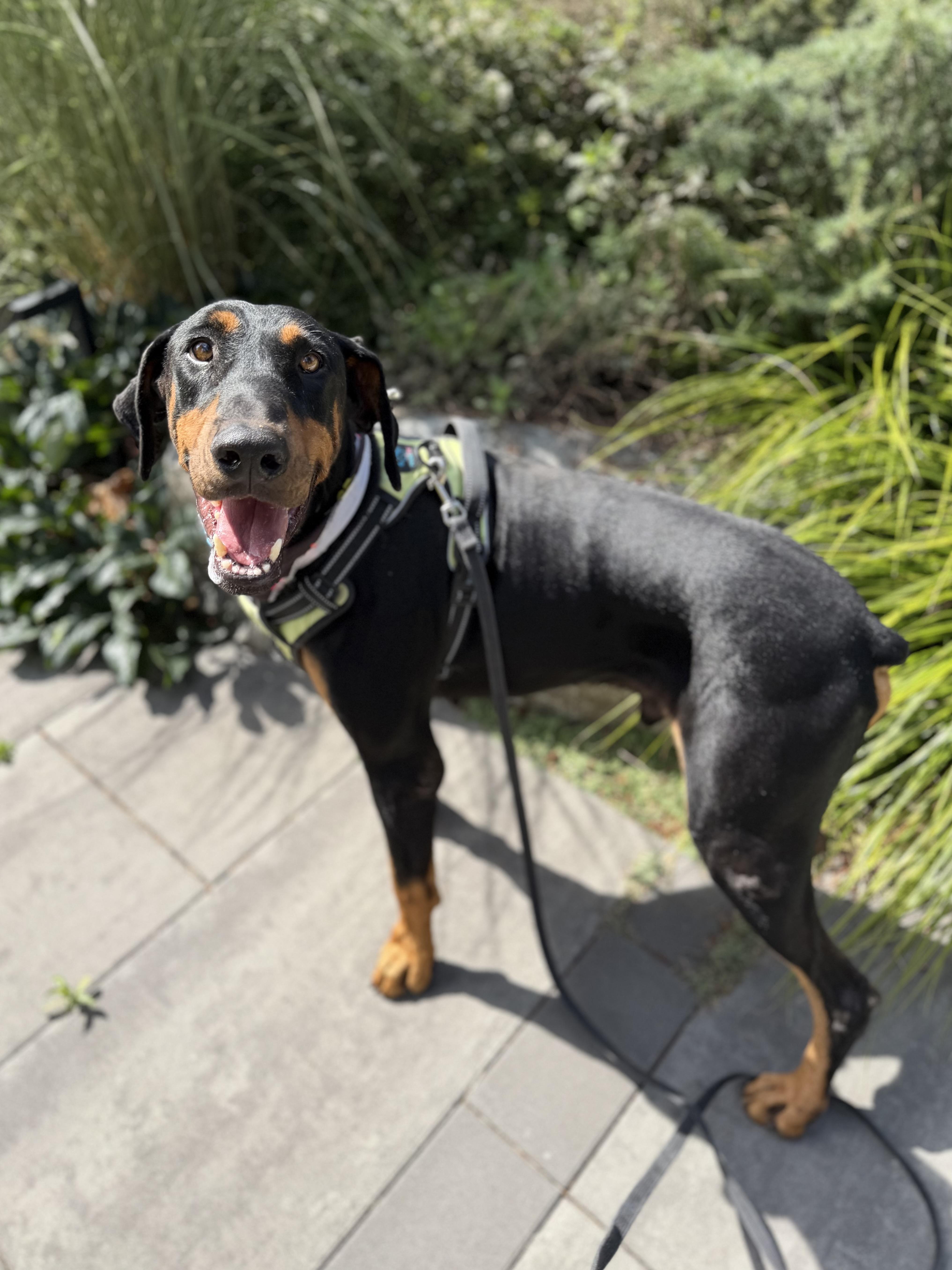 An adult large-sized male Doberman Pinscher dog named Astro for adoption in lynnwood , WA